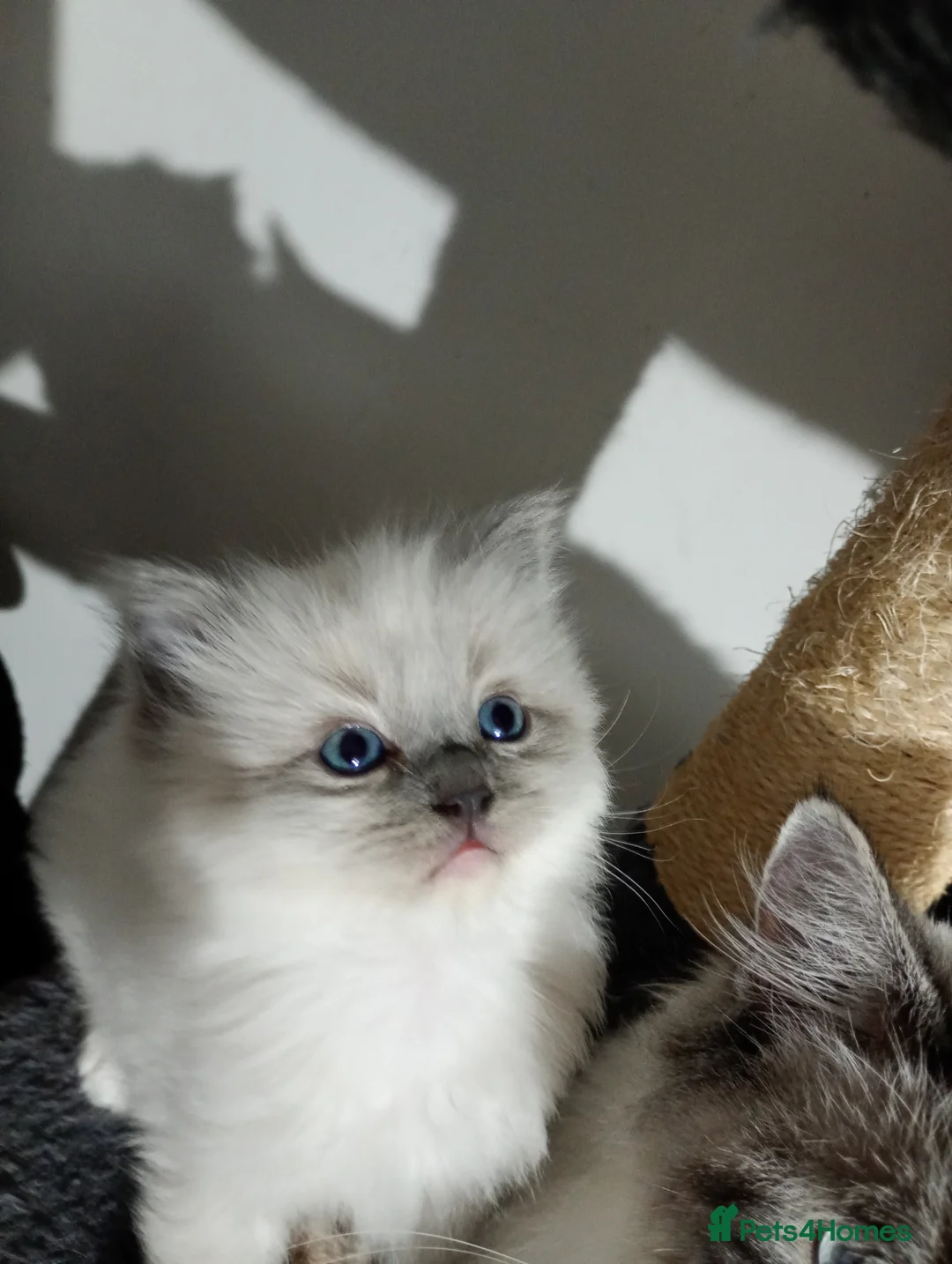 Ragdoll cats for sale: Beautiful pedigree female Ragdoll kitten  - Advert 15