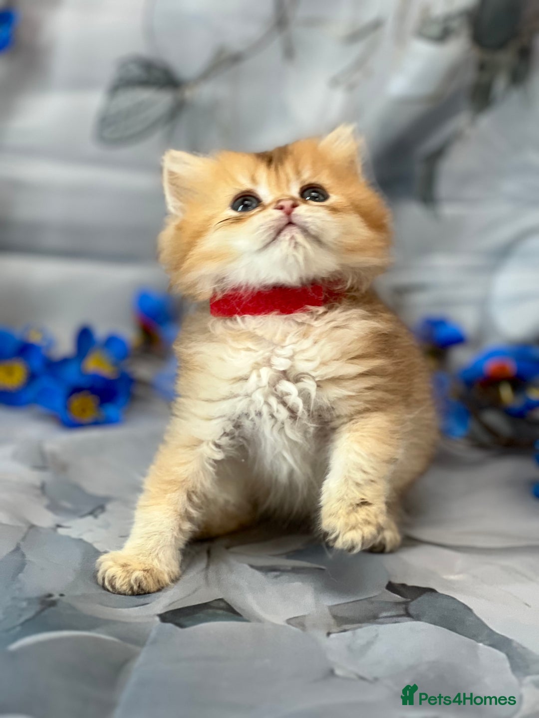British Shorthair cats for sale: STUNNING TICA BRITISH SHORTHAIR/LONGHAIR KITTENS - Image 2