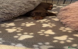 Miniature Dachshund dogs for sale: Quality Miniature Dachshund  - Image 3