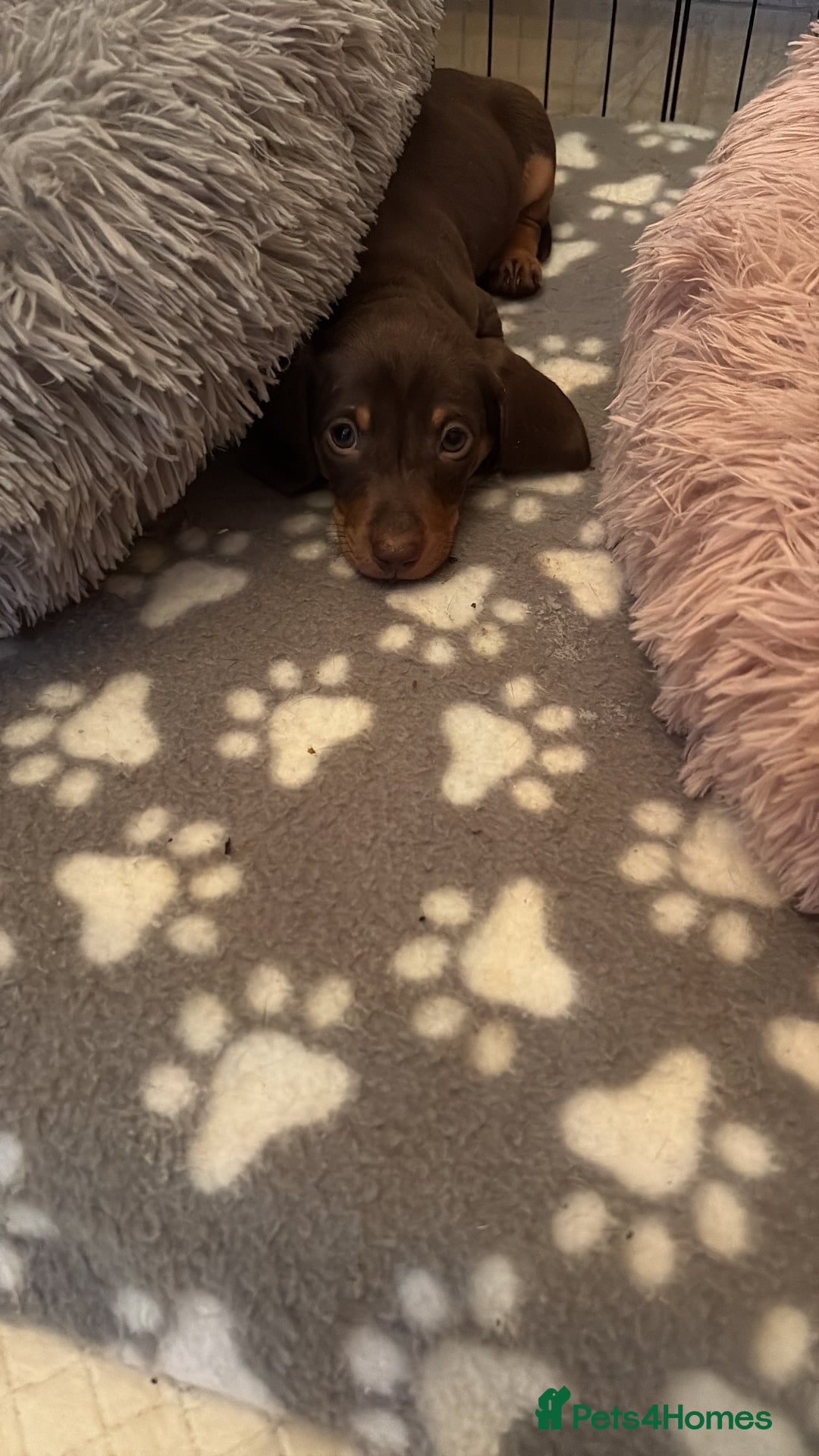 Miniature Dachshund dogs for sale: Quality Miniature Dachshund  - Image 3