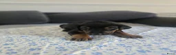 Mixed Breed dogs for sale: Doberman mix  in Nottingham - Advert 33