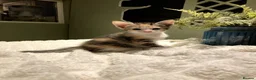 Mixed Breed cats for sale: New batch of Cuties in Basingstoke - Advert 17