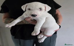 American Bulldog dogs for sale: American staffie cross pups  - Image 3
