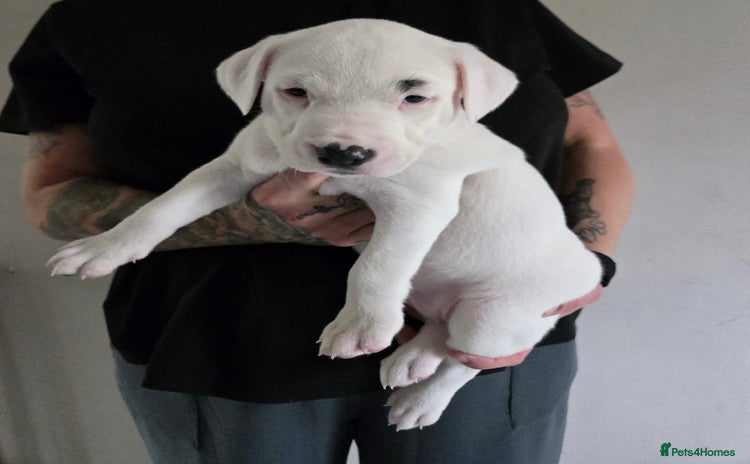 American Bulldog dogs - Advert 11