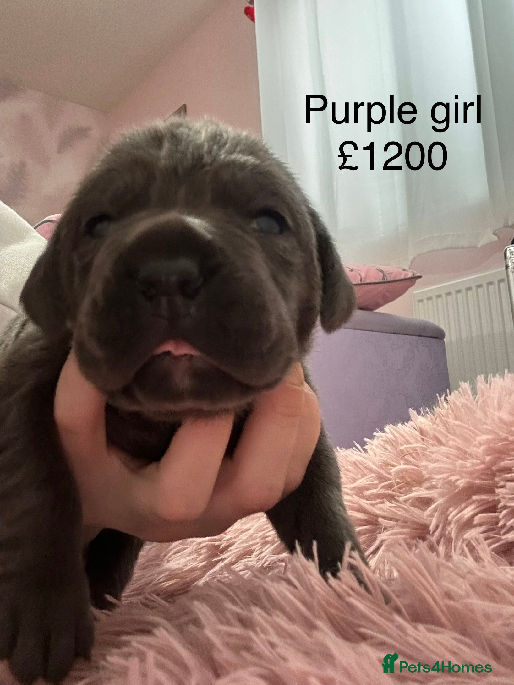 Cane Corso dogs 🐾 Cane Corso Puppies for Sale 5 girls left  - Advert 18