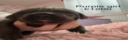 Cane Corso dogs for sale: 🐾 Cane Corso Puppies for Sale 🐾 in Coventry - Advert 2