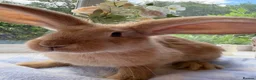 Continental Giant rabbits for sale: Continental Giant baby bunnies  - Advert 3
