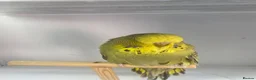 Budgerigars birds for sale: Baby Budgies - Advert 4
