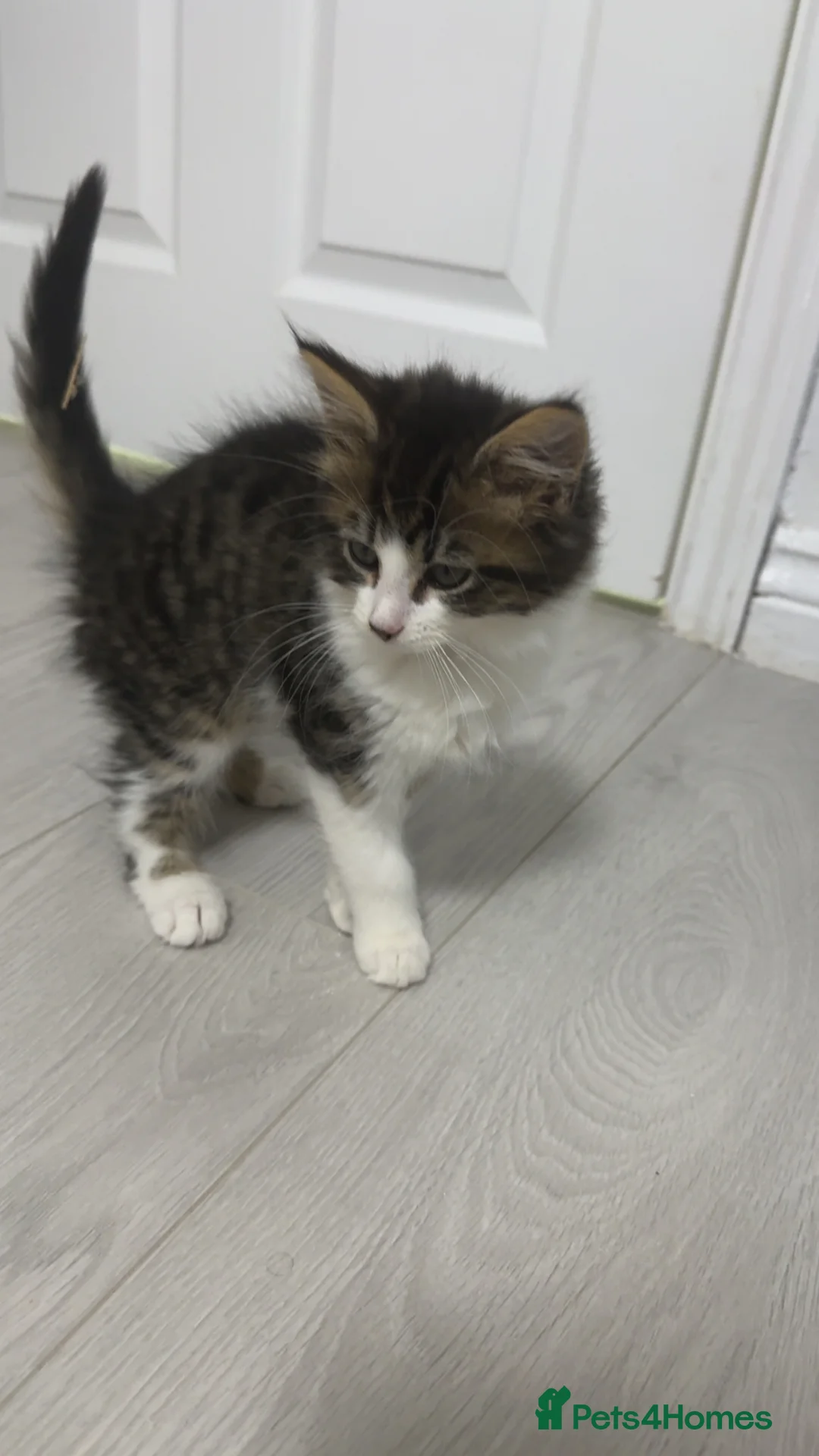 Mixed Breed cats for sale: 2 beautiful kittens, 8 weeks, more in description. - Advert 7