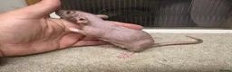 Rat rodents for sale: Dwarf Naked Rats in Witham - Advert 5