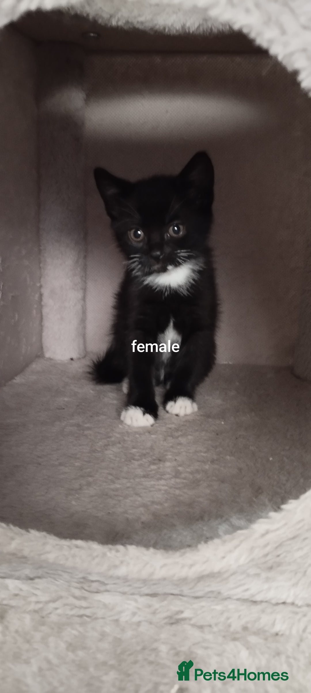 British Shorthair cats for sale: Lovely kittens search new homes - Advert 2