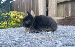 Netherland Dwarf rabbits for sale: Netherland Dwarf Babies & Adults available in Stoke-on-Trent - Image 8