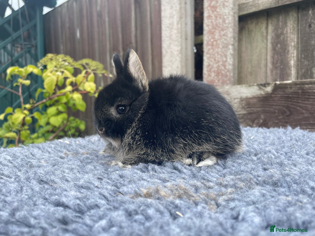 Netherland Dwarf rabbits for sale: Netherland Dwarf Babies & Adults available in Stoke-on-Trent - Image 8