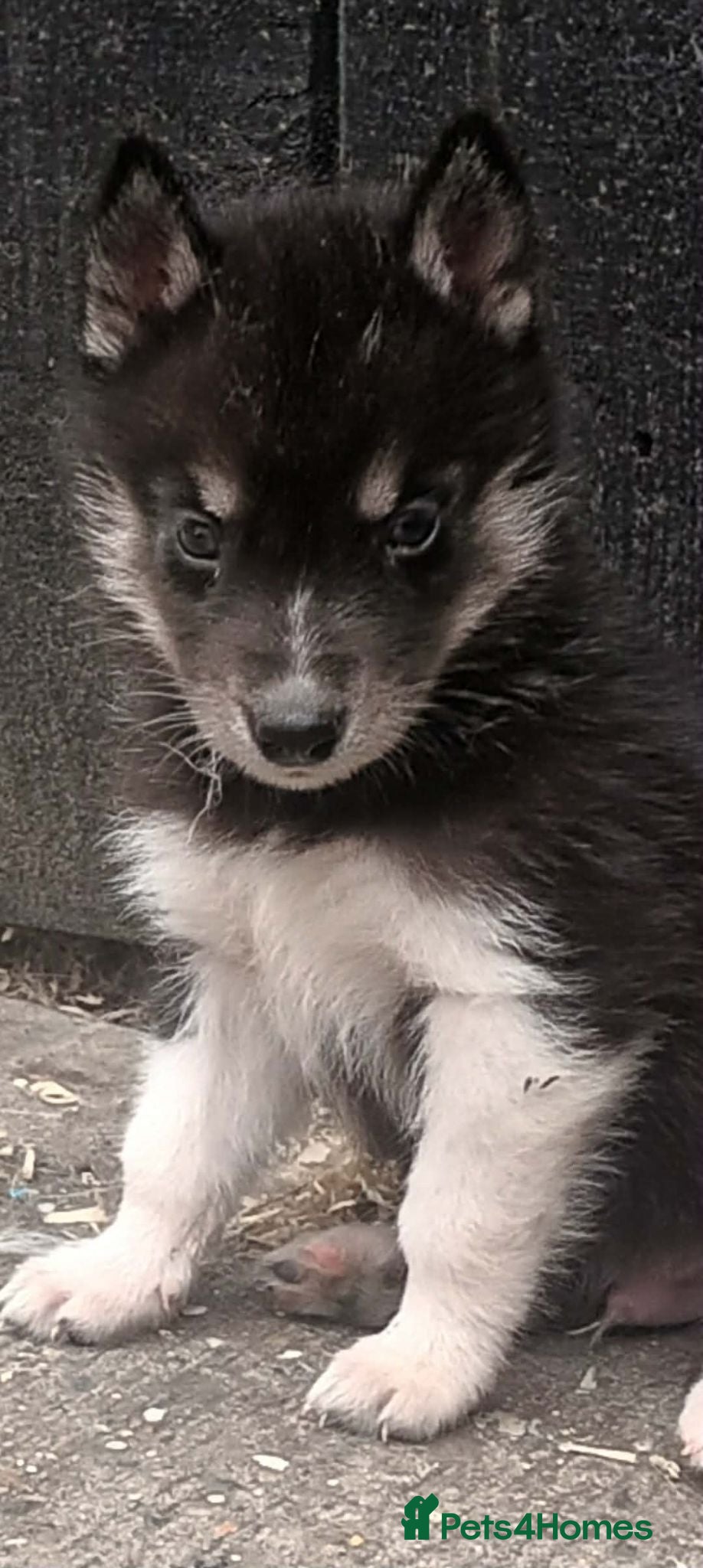 Siberian Husky dogs Pedigree Siberian Husky Puppies in York - Advert 11