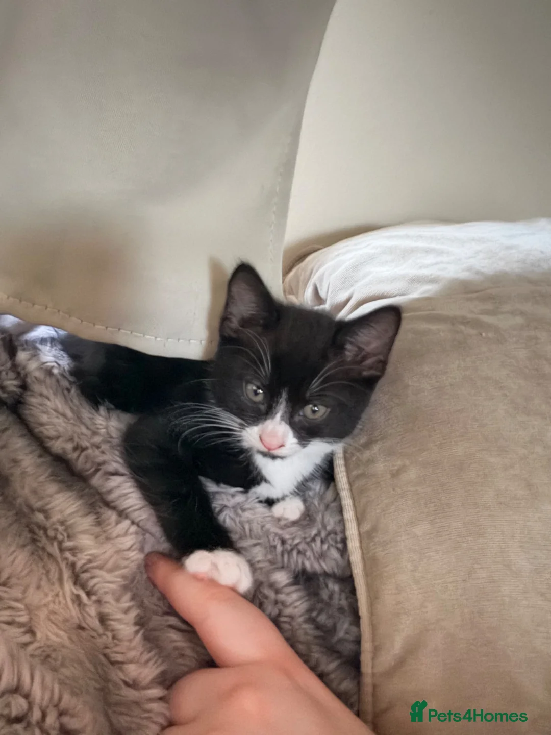 Ragdoll cats for sale: Loving female ragdoll x kitten  - Advert 8