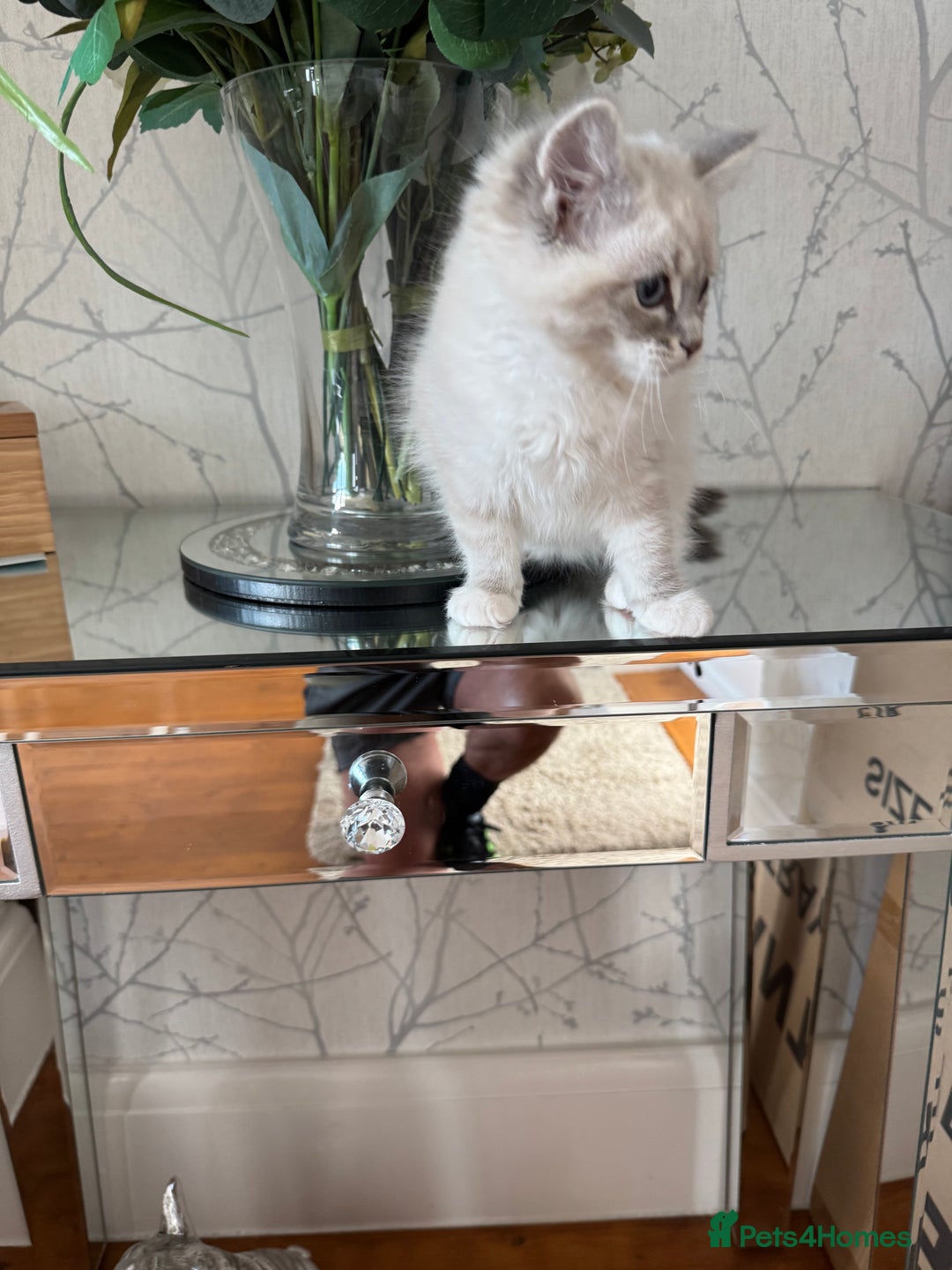 Ragdoll cats for sale: Stunning Registered Ragdoll kittens  - Image 5