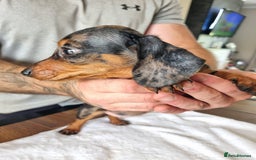 Dachshund dogs for sale: 4 beautiful miniature dachshunds. - Image 5
