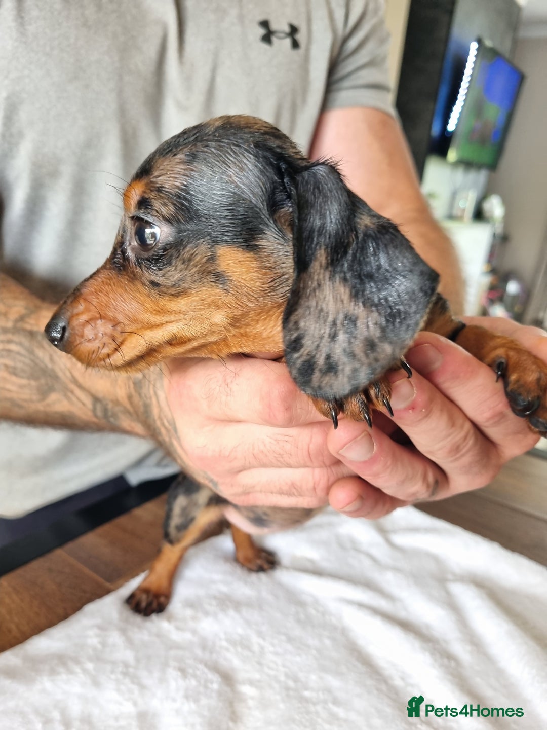 Dachshund dogs for sale: 4 beautiful miniature dachshunds. - Image 5