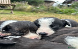 Border Collie dogs for sale: Awesome border collies! - Image 5