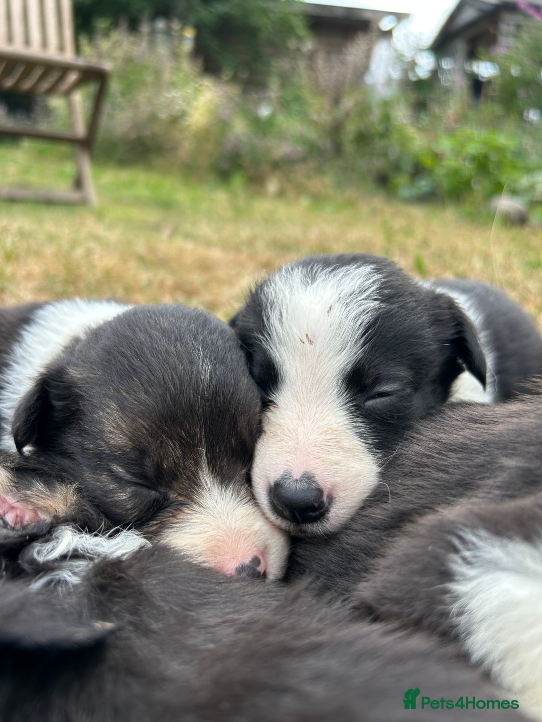 Border Collie dogs for sale: Awesome border collies! - Image 5