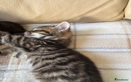 British Shorthair cats for sale: 4 lovely little kittens  - Advert 2