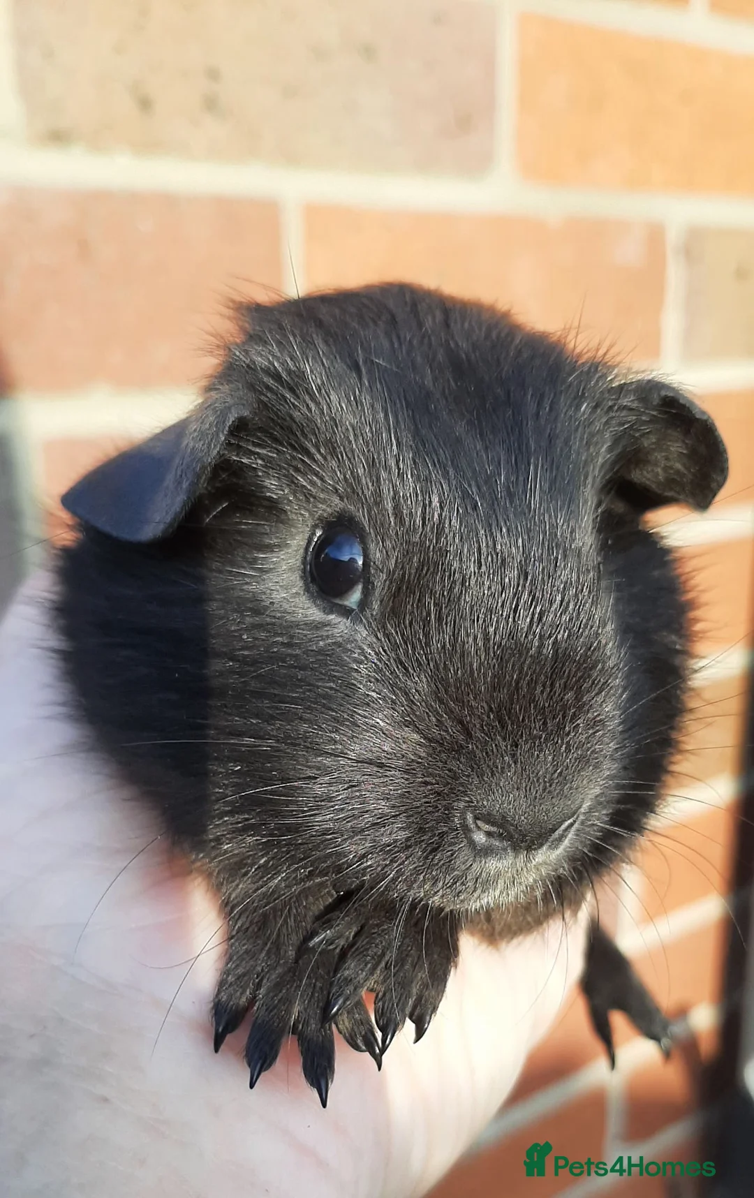 Guinea Pig rodents for sale: Guinea pig baby boys. - Advert 2