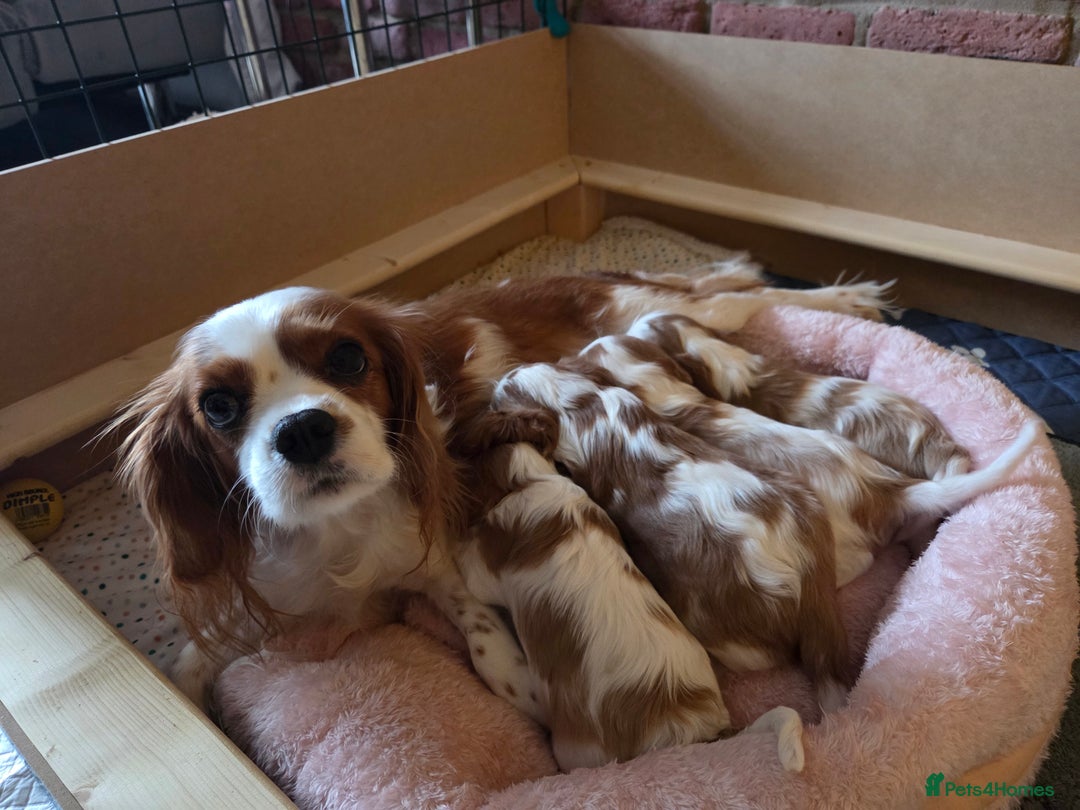 Cavalier King Charles Spaniel dogs for sale: Cavalier King Charles Spaniel 3 x puppies - Advert 21