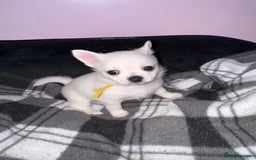 Pomchi dogs for sale: Beautiful Fluffy Pomchis - Image 30