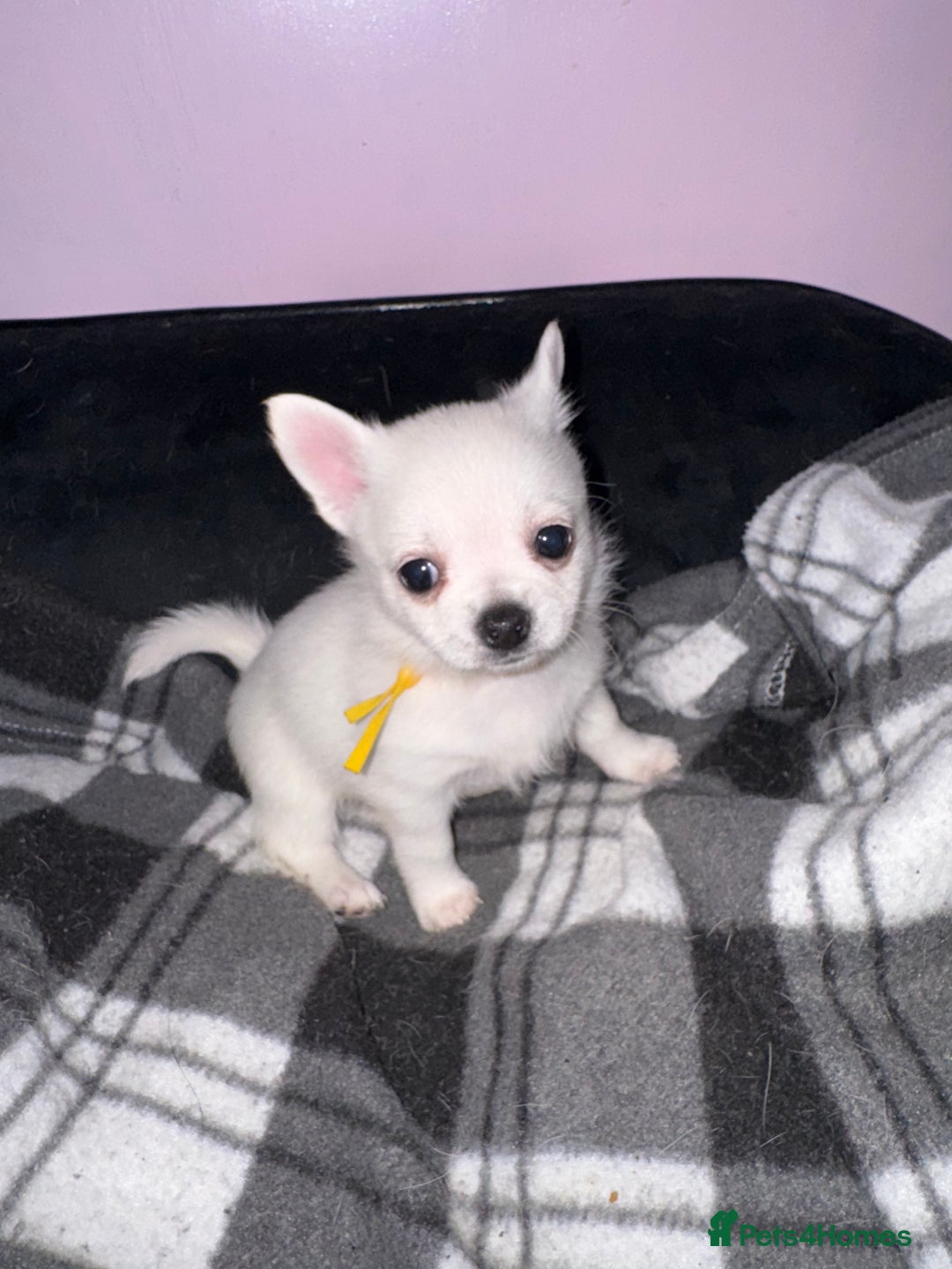 Pomchi dogs for sale: Beautiful Fluffy Pomchis - Image 30