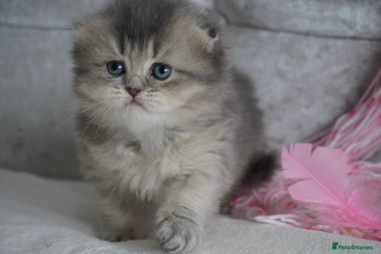 Munchkin cats 🍇🫐Munchkin Kittens - Advert 2