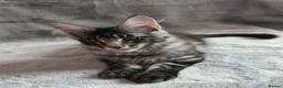 Maine Coon cats for sale: 🌟Ready now🏡 XL GCCF Registered Maine Coon kitten - Advert 4