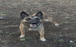 Belgian Shepherd Dog dogs for adoption: Cairo is looking for her forever home - Image 10