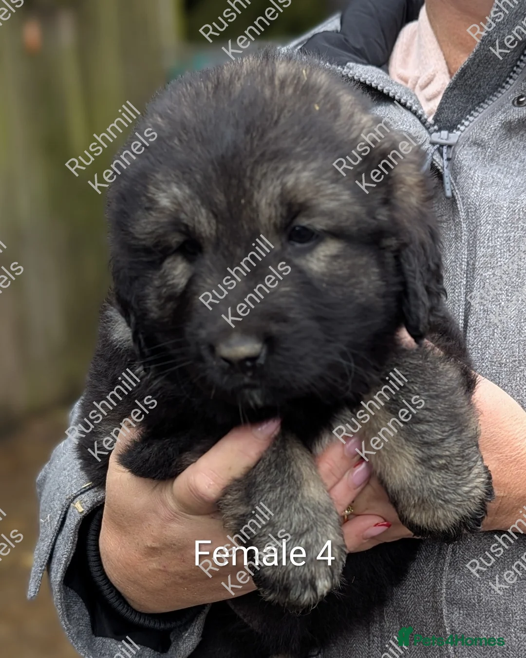 Caucasian Shepherd Dog dogs for sale: Caucasian Shepherd Pups - Advert 12