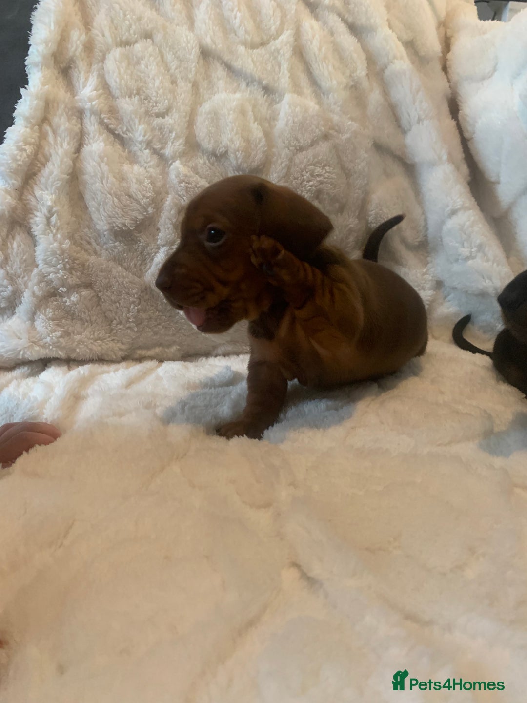 Miniature Dachshund dogs for sale: Miniature dashound  - Advert 11