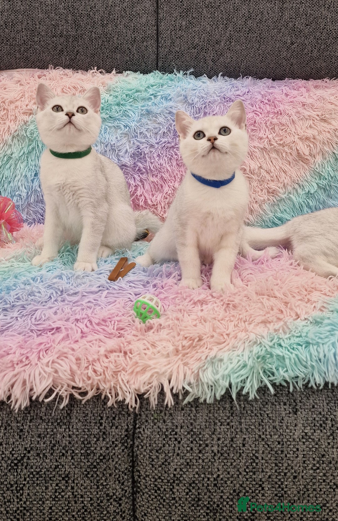 British Shorthair cats for sale: British Shorthair Silver Chinchilla  - Image 16