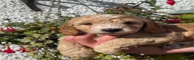 Cockapoo 3