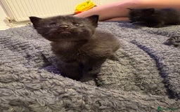 Mixed Breed cats for sale: Two black kittens ready to go now  - Image 8