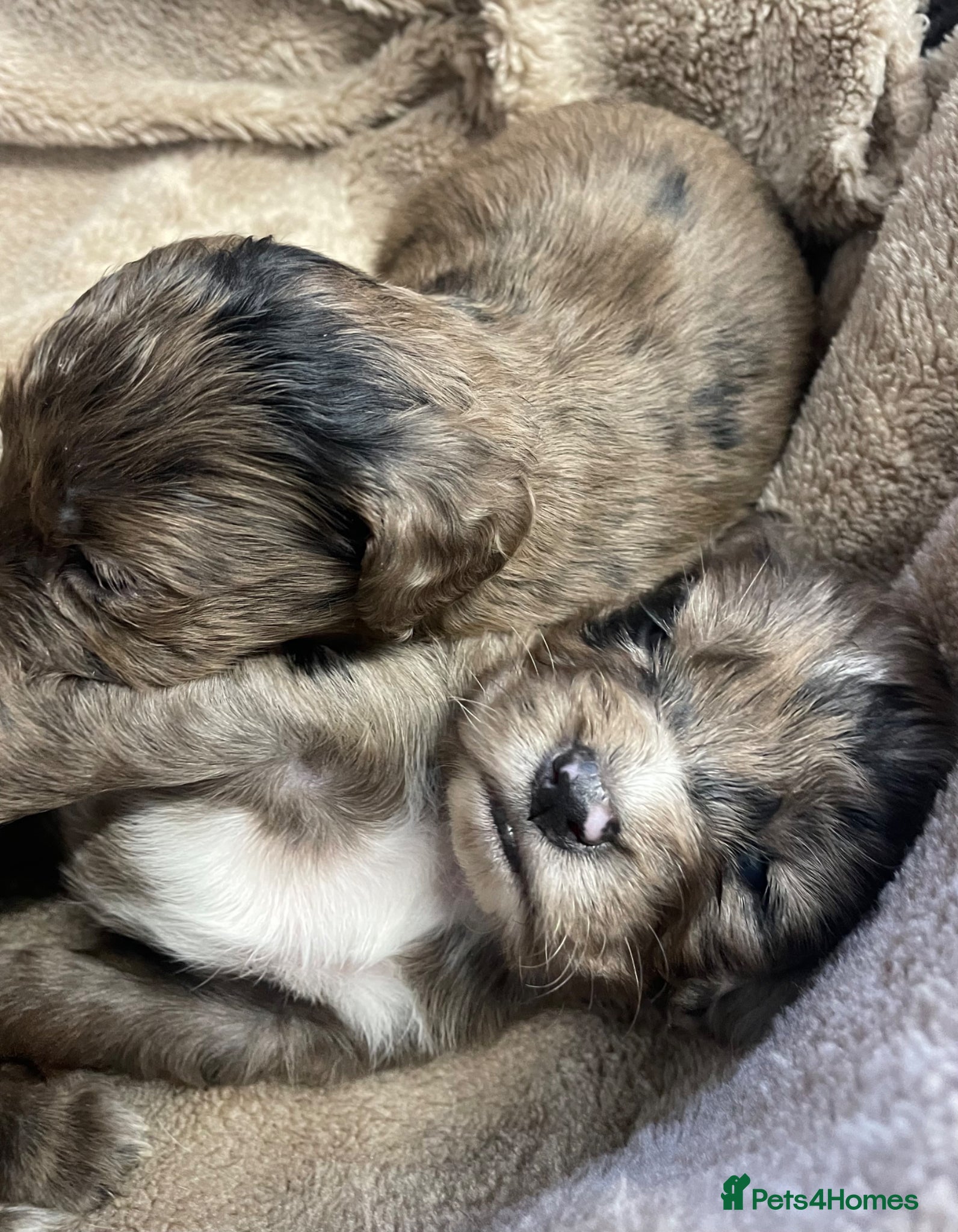 Cocker Spaniel dogs for sale: 6 Beautiful Cocker Spaniel puppies  - Advert 1