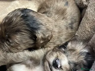 Cocker Spaniel dogs for sale: 6 Beautiful Cocker Spaniel puppies - Advert 1