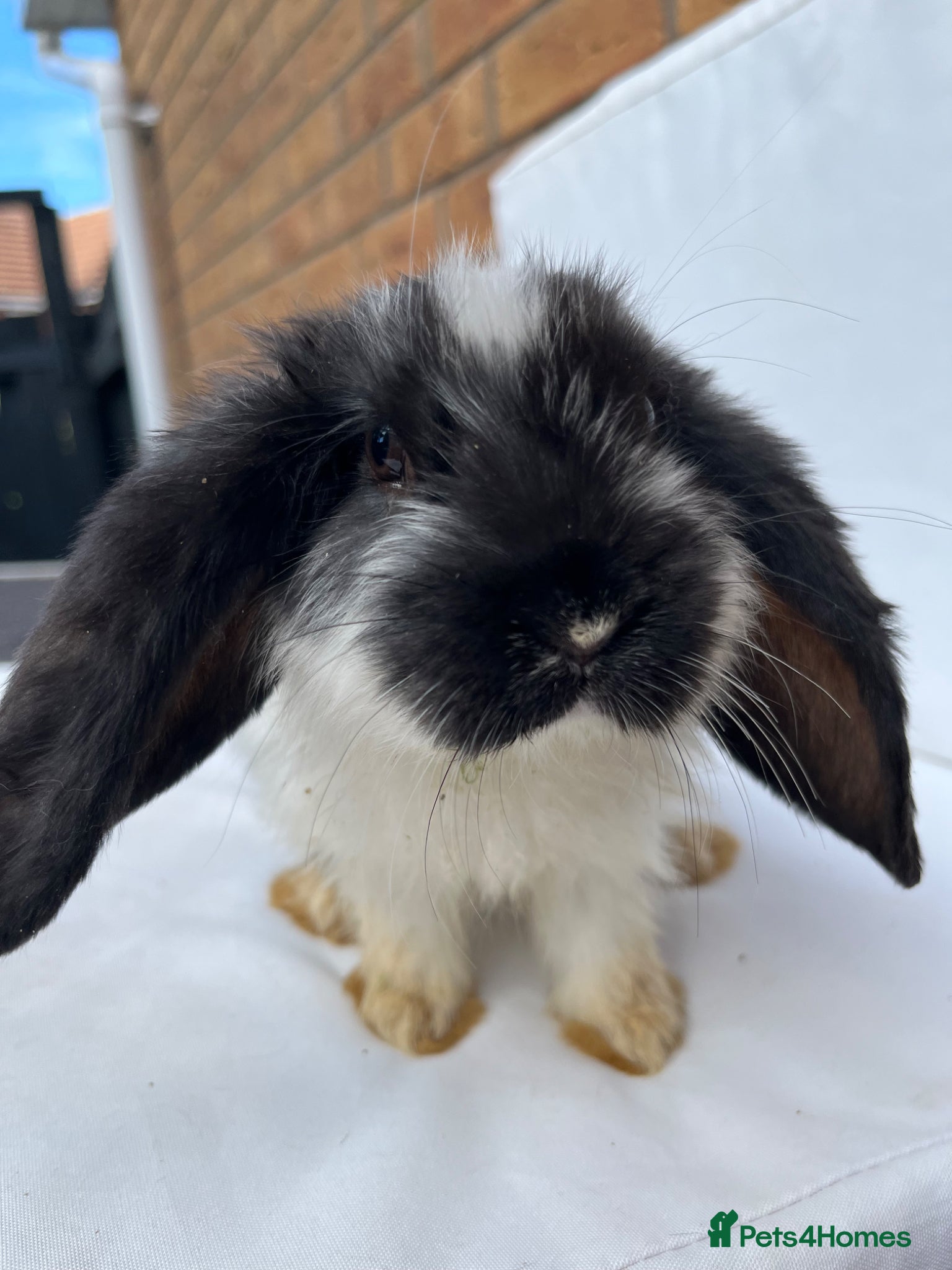 French Lop rabbits for sale: 🐰 Full breed French Lops Ready to Leave 🐰 - Advert 8