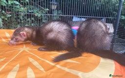 Ferret rodents for sale: 2 Ferret Hobs  - Image 4