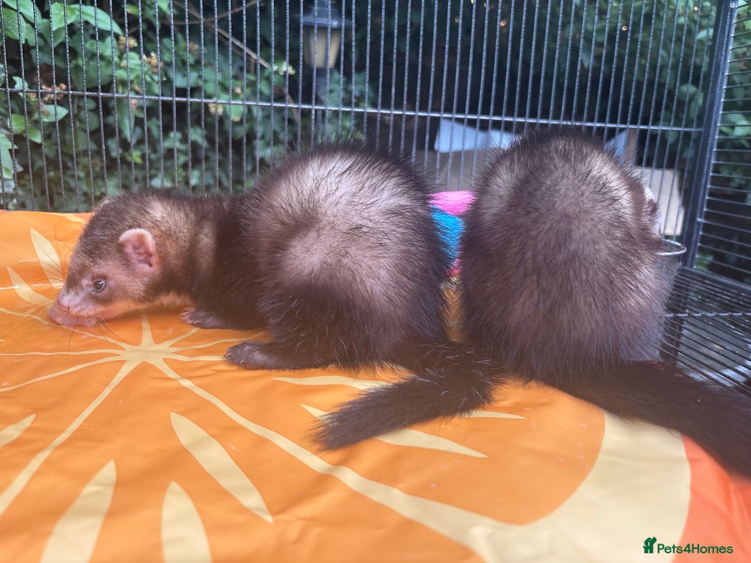 Ferret rodents for sale: 2 Ferret Hobs  - Image 4