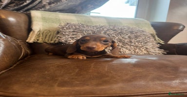 Miniature Dachshund dogs - Advert 1