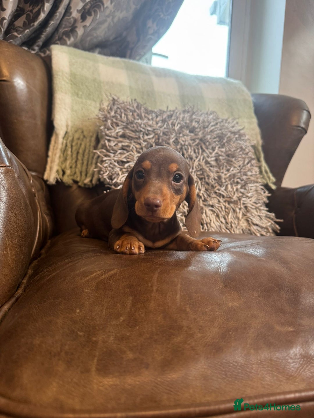 Miniature Dachshund dogs for sale: Miniature Dachshund Puppies - Image 2