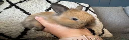 Mixed Breed rabbits for sale: Double maned lion head/ plush bunnies 💕 - Advert 9