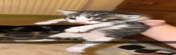Mixed Breed cats for sale: Beautiful mixed breed - Advert 5