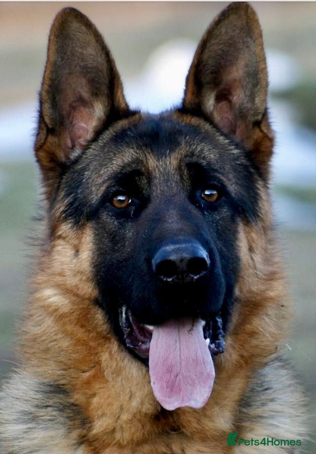 German Shepherd dogs for sale: Beautiful German Shepherd Pups  - Advert 1