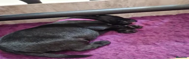 Black Labrador Boy