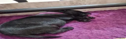 Labrador Retriever dogs for sale: Health tested KC Labrador Puppies in Newbury - Advert 6