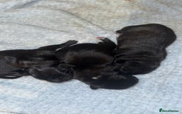 Staffordshire Bull Terrier dogs for sale: Staffordshire bull terrier puppies   - Advert 5